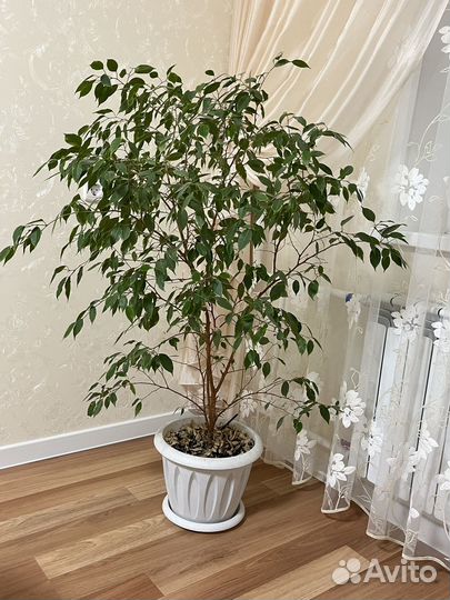 Фикус бенджамина