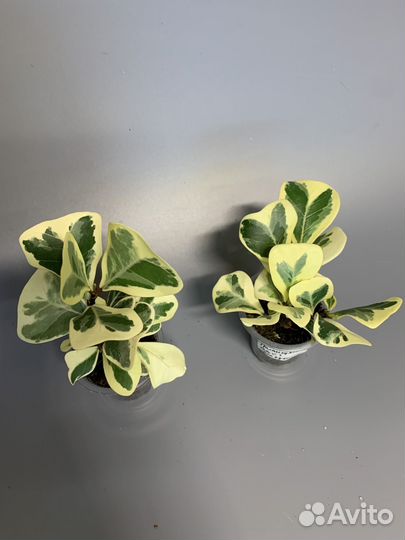 Фикус Триангулярис Вайт Марджин