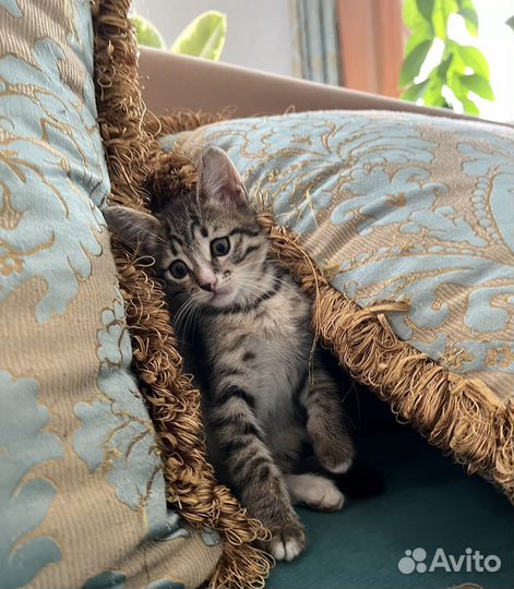 Кошки котята котенок