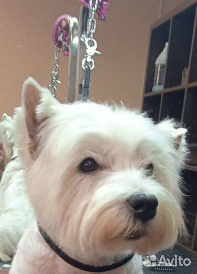 Груминг(стрижка,триминг,экспресс линька собак)