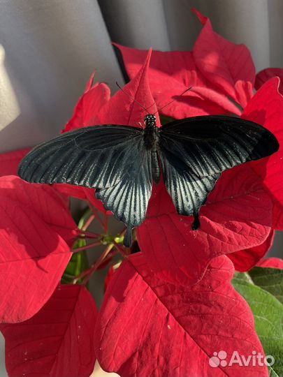 Мини ферма с тропическими куколками бабочек