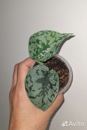 Сциндапсус, эпипремнум