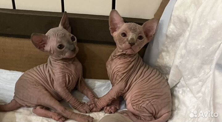 Канадский сфинкс котенок