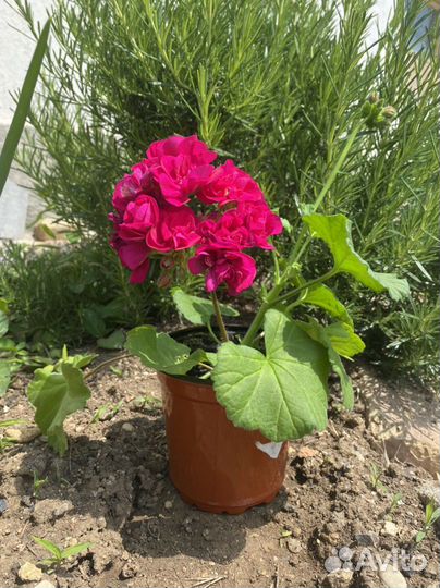 Герань, пеларгония, цветущее растение