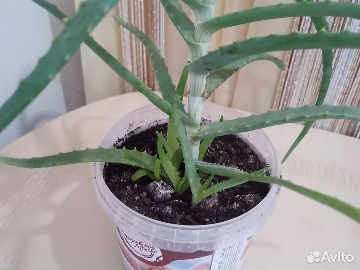 Алоэ столетник лечебный