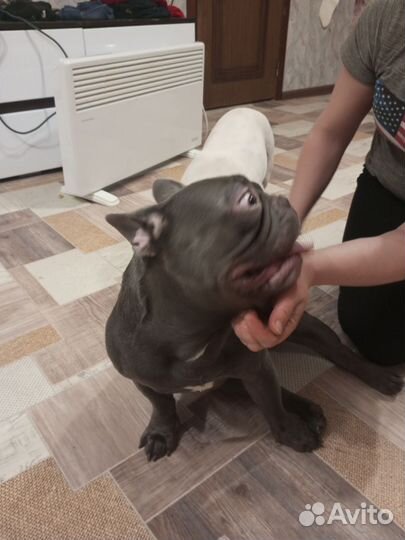 Французский бульдог вязка