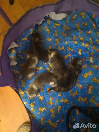 Домашние котята