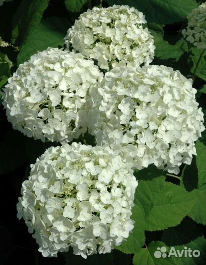 Саженцы белой гортензии White Ball
