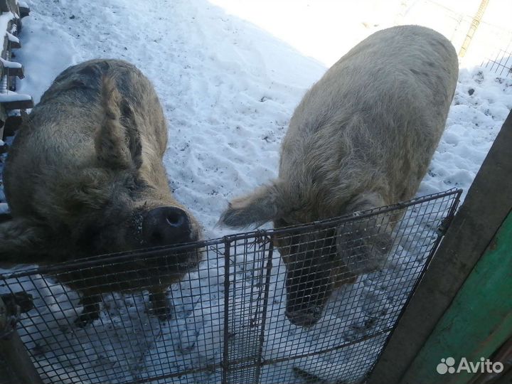 Венгерская мангалица