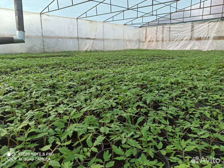 Рассада помидор