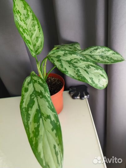 Аглаонема Сильвер квин