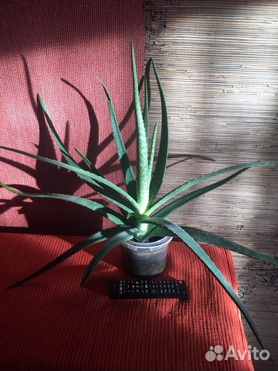 Алоэ гибискус китайская роза