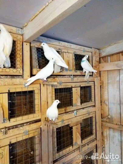 Бойные голуби