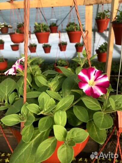 Петунья вегетативная