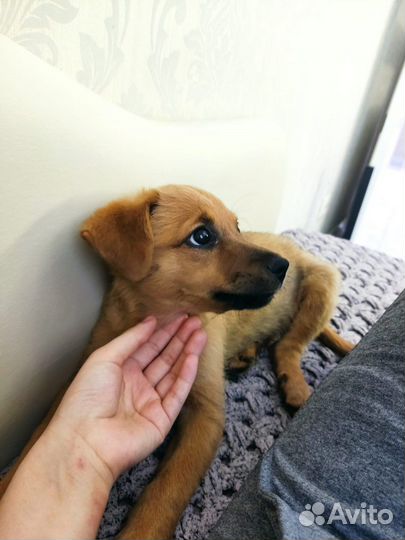 Щенок девочка в добрые руки