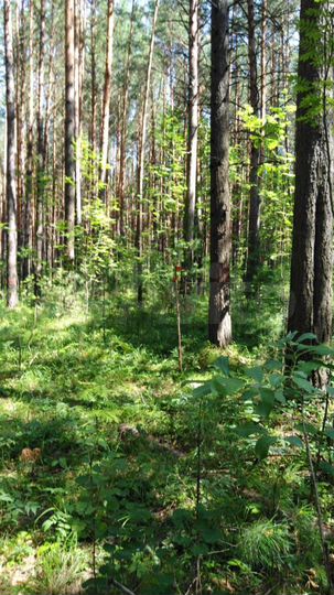 Участок 15 сот. (СНТ, ДНП)