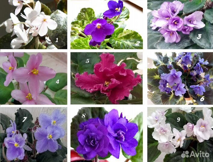 Фиалки стандарты, мини