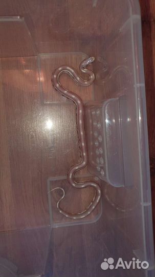 Калифорнийская королевская змея, свиноносая змея