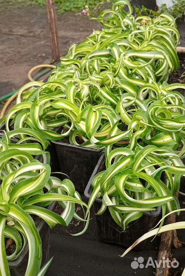 Хлорофитум кудрявый Бонни - молодое растение в гор