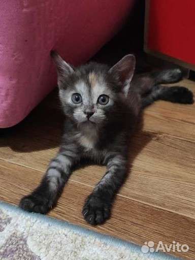 Котёнок девочка