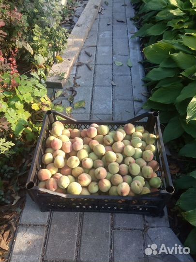 Овощи фрукты