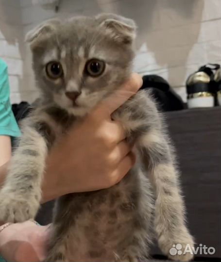 Отдаем в добрые руки котенка