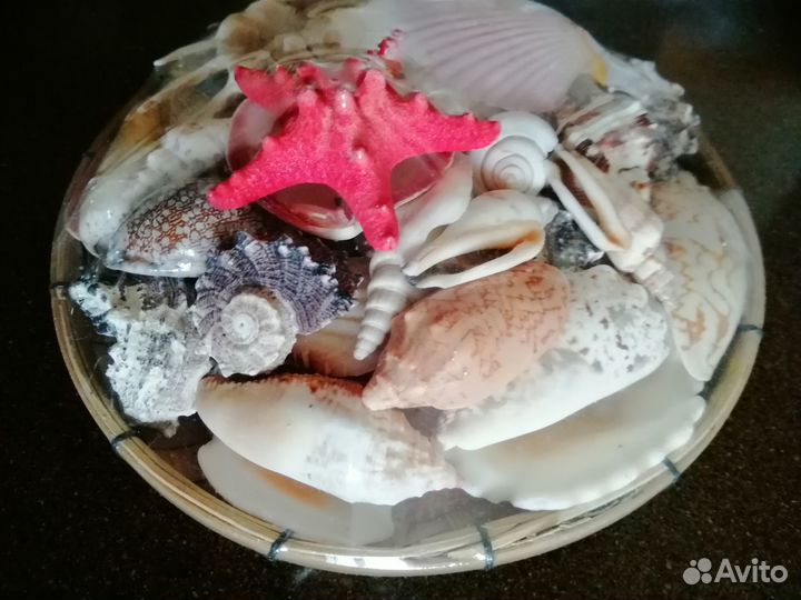 Морские ракушки раковины