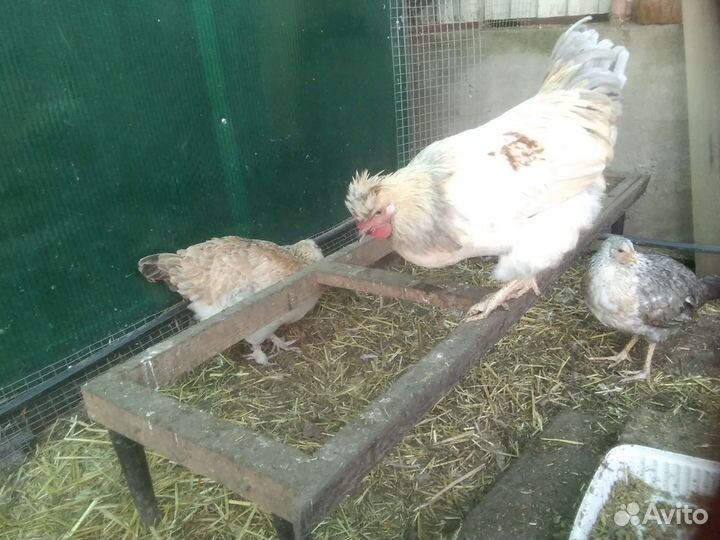 Петухи Виандот, Русская хохлатая, Борковская