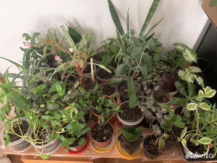 Продам цветы комнатные
