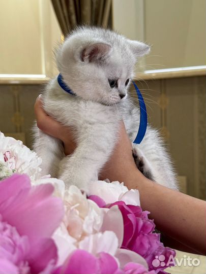 Серебряная шиншилла