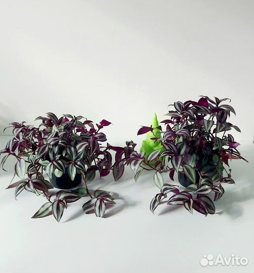 Традесканция разные сорта Комнатные растения цветы