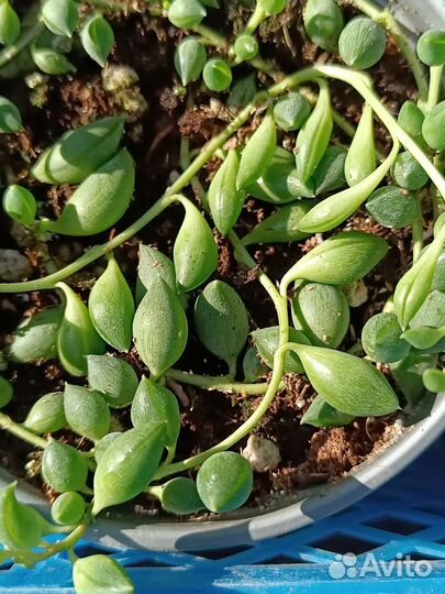 Крестовник Роули и Геррейна Крым