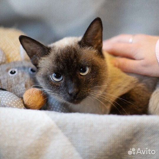 Сандра ищет дом