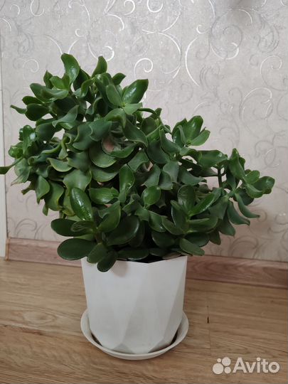 Толстянка, комнатный цветочек
