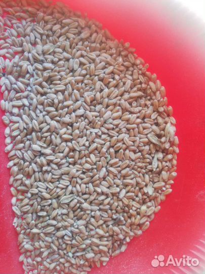 Продам пшеницу урожай 2024г