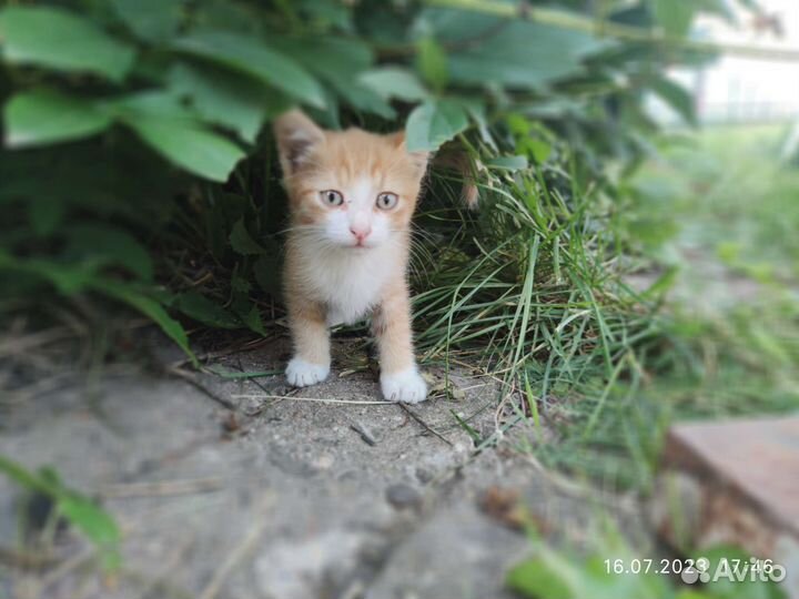 Котенок милашка