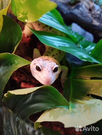 Эублефары иранские 2022 и 2021