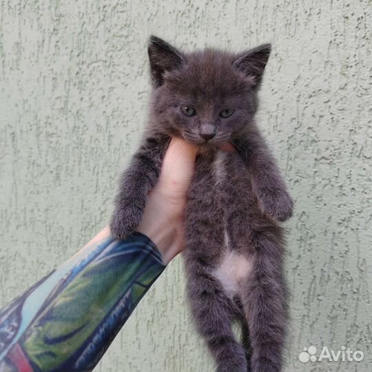 Кошка в дар бесплатно