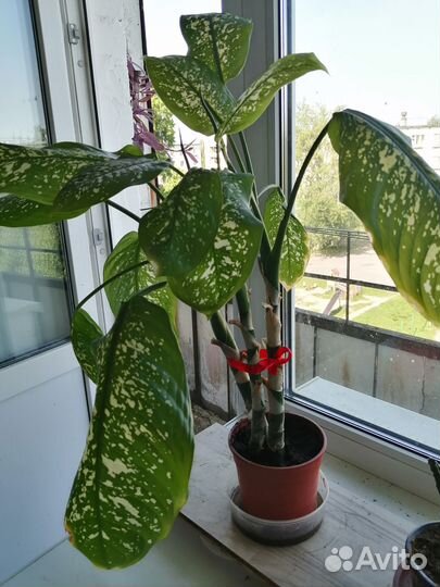 Диффенбахия