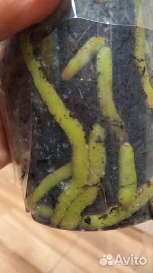 Орхидея фаленопсис