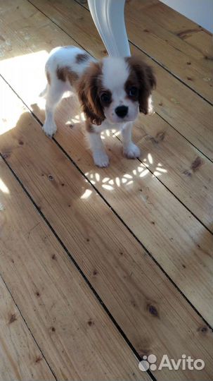 Кавалерчики