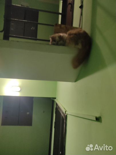 Котики в беде