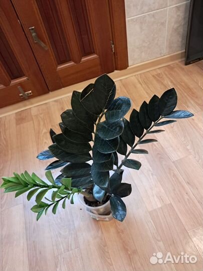 Замиокулькас emerald black