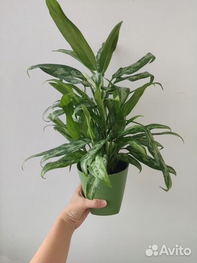 Аглаонема Трейба