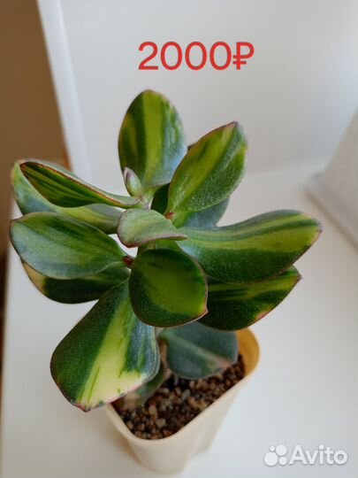 Толстянка крассула