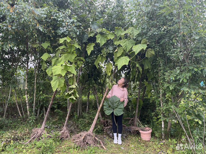 Саженцы Павловнии