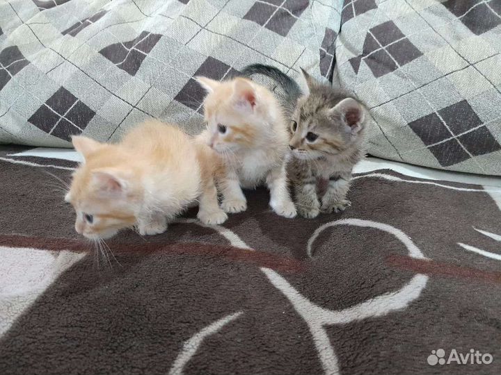 Отдам в добрые руки приученных к лотку котят