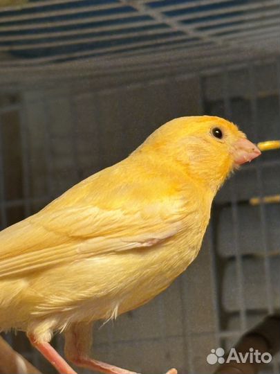 Певчий кенар