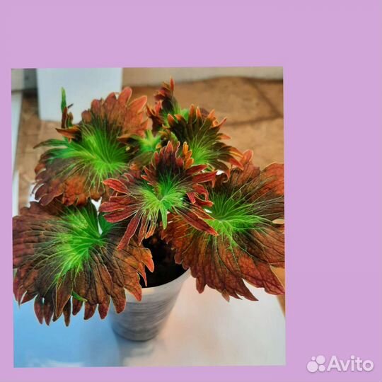 Колеус Tilt- a - whirl