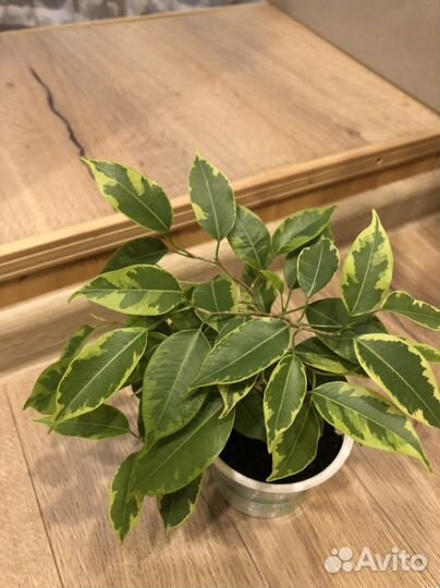 Бенджамина пестролистный